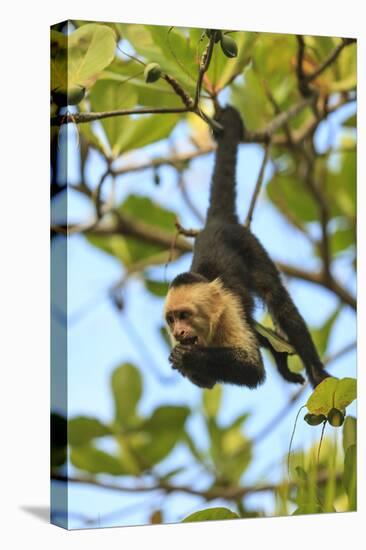 White-faced Capuchin Monkey. Native to Central America. Roatan, Bay Islands, Honduras-Stuart Westmorland-Stretched Canvas