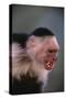 White-Faced Capuchin Snarling-DLILLC-Stretched Canvas