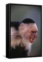 White-Faced Capuchin Snarling-DLILLC-Framed Stretched Canvas