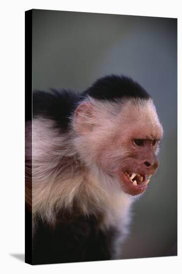 White-Faced Capuchin Snarling-DLILLC-Stretched Canvas