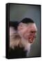 White-Faced Capuchin Snarling-DLILLC-Framed Stretched Canvas