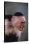 White-Faced Capuchin Snarling-DLILLC-Stretched Canvas