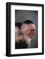 White-Faced Capuchin Snarling-DLILLC-Framed Photographic Print