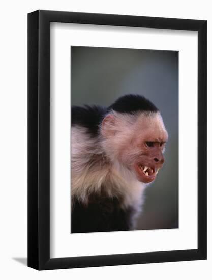 White-Faced Capuchin Snarling-DLILLC-Framed Photographic Print
