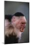 White-Faced Capuchin Snarling-DLILLC-Mounted Photographic Print