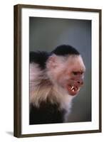 White-Faced Capuchin Snarling-DLILLC-Framed Photographic Print