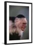 White-Faced Capuchin Snarling-DLILLC-Framed Photographic Print