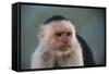 White-Faced Capuchin-DLILLC-Framed Stretched Canvas