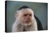 White-Faced Capuchin-DLILLC-Stretched Canvas