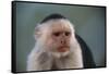 White-Faced Capuchin-DLILLC-Framed Stretched Canvas