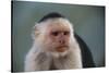 White-Faced Capuchin-DLILLC-Stretched Canvas