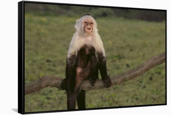 White-Faced Capuchin-DLILLC-Framed Stretched Canvas