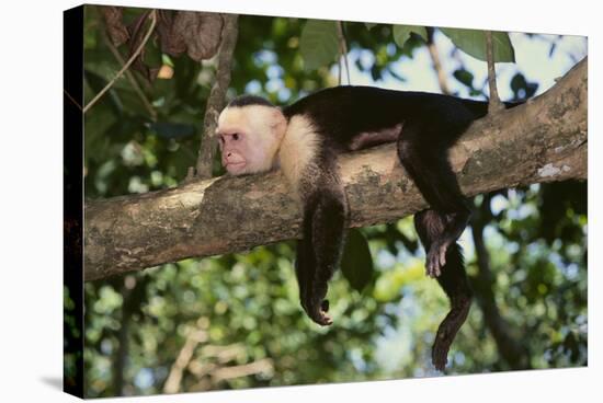 White-Faced Capuchin-DLILLC-Stretched Canvas