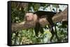 White-Faced Capuchin-DLILLC-Framed Stretched Canvas