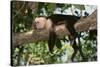 White-Faced Capuchin-DLILLC-Stretched Canvas