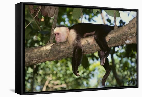 White-Faced Capuchin-DLILLC-Framed Stretched Canvas