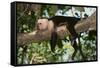 White-Faced Capuchin-DLILLC-Framed Stretched Canvas