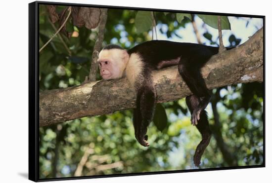 White-Faced Capuchin-DLILLC-Framed Stretched Canvas