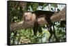 White-Faced Capuchin-DLILLC-Framed Stretched Canvas