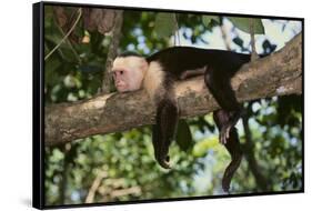 White-Faced Capuchin-DLILLC-Framed Stretched Canvas