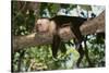 White-Faced Capuchin-DLILLC-Stretched Canvas