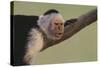 White-Faced Capuchin-DLILLC-Stretched Canvas