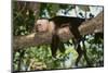 White-Faced Capuchin-DLILLC-Mounted Premium Photographic Print