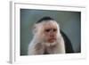 White-Faced Capuchin-DLILLC-Framed Photographic Print