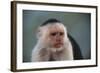 White-Faced Capuchin-DLILLC-Framed Photographic Print