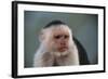 White-Faced Capuchin-DLILLC-Framed Photographic Print