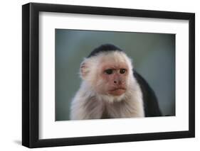 White-Faced Capuchin-DLILLC-Framed Photographic Print