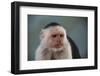 White-Faced Capuchin-DLILLC-Framed Photographic Print