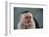 White-Faced Capuchin-DLILLC-Framed Photographic Print