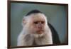 White-Faced Capuchin-DLILLC-Framed Photographic Print