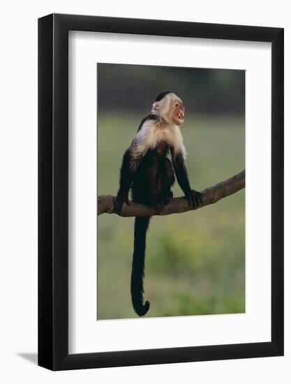 White-Faced Capuchin-DLILLC-Framed Photographic Print