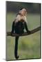 White-Faced Capuchin-DLILLC-Mounted Photographic Print