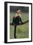 White-Faced Capuchin-DLILLC-Framed Photographic Print