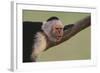 White-Faced Capuchin-DLILLC-Framed Photographic Print