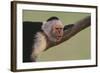 White-Faced Capuchin-DLILLC-Framed Photographic Print