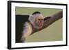 White-Faced Capuchin-DLILLC-Framed Photographic Print