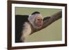 White-Faced Capuchin-DLILLC-Framed Photographic Print