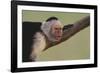 White-Faced Capuchin-DLILLC-Framed Photographic Print