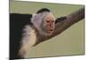 White-Faced Capuchin-DLILLC-Mounted Photographic Print