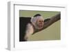 White-Faced Capuchin-DLILLC-Framed Photographic Print