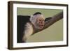 White-Faced Capuchin-DLILLC-Framed Photographic Print