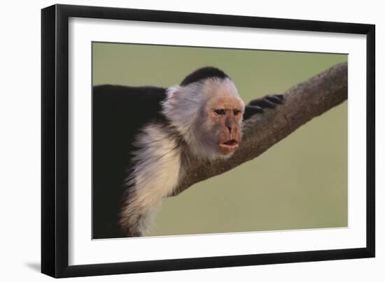 White-Faced Capuchin-DLILLC-Framed Photographic Print