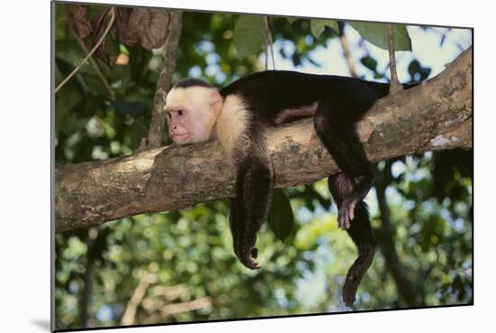 White-Faced Capuchin-DLILLC-Mounted Photographic Print