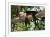 White-Faced Capuchin-DLILLC-Framed Photographic Print