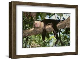 White-Faced Capuchin-DLILLC-Framed Photographic Print