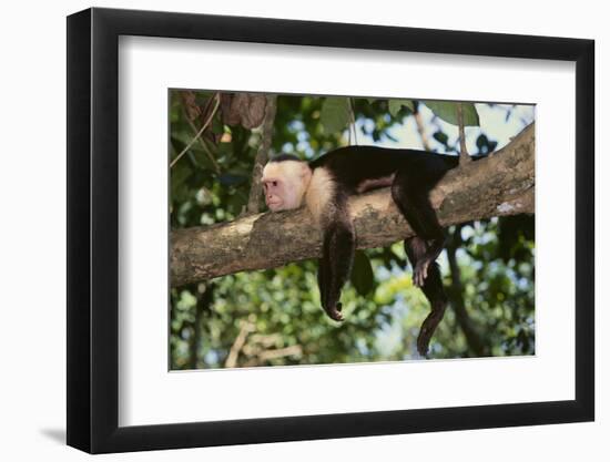 White-Faced Capuchin-DLILLC-Framed Photographic Print